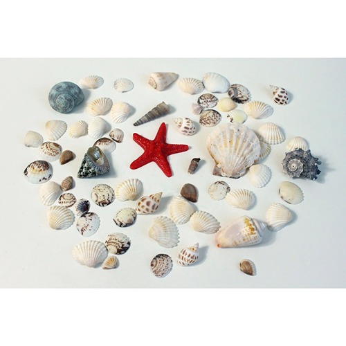 diverse-schelpen-en-zeester