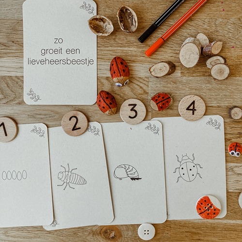 wildebras-lifecycle-flashcards-lieveheersbeestje-educatief-speelgoed-natuuronderwijs-2.jpg (1) Wildebras lifecycle flashcards lieveheersbeestje – educatief Montessori speelgoed voor natuuronderwijs