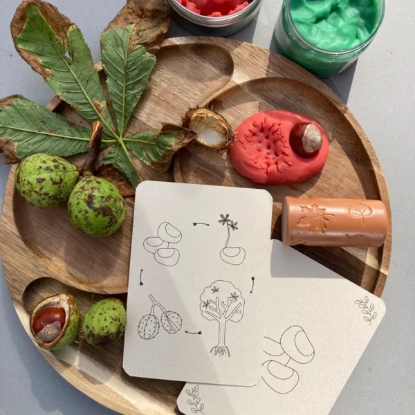 wildebras-lifecycle-flashcards-montessori-natuuronderweijd-herfst-het-speellab-7 Wildebras lifecycle flashcards pompoen kastanje eikel paddenstoel – educatief Montessori speelgoed bij Het Speellab