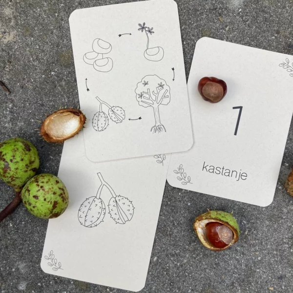 wildebras-lifecycle-flashcards-montessori-natuuronderweijd-herfst-het-speellab-8 Wildebras lifecycle flashcards pompoen kastanje eikel paddenstoel – educatief Montessori speelgoed bij Het Speellab