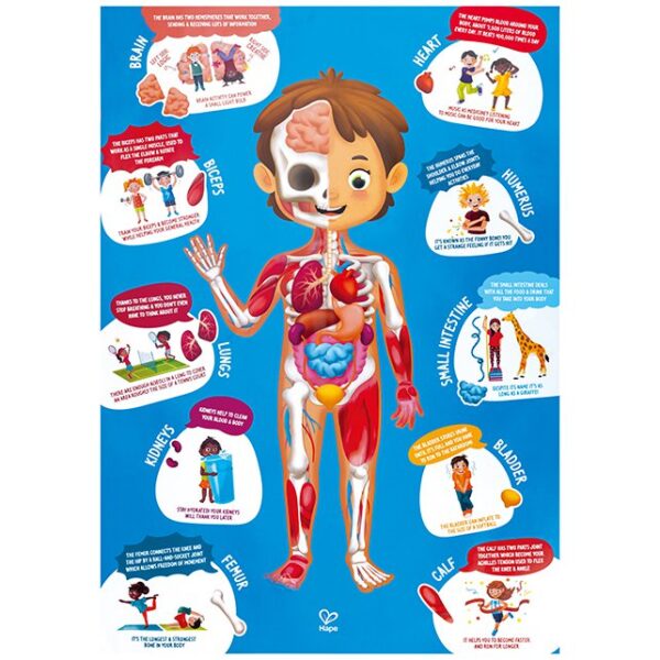 Poster van Hape Human Body Puzzle educatieve puzzel