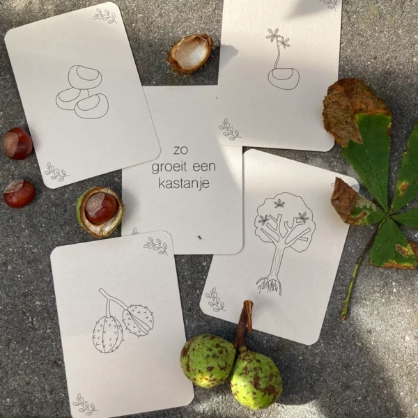 lifecycle flashcards montessori natuur.